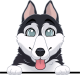 images/mymoments/208/01_KARAKTEREK/1_1_kutya/2_kutyak/97-husky_trimmed.png