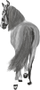 images/mymoments/25/02_Paci/HORSERIDING0004_trimmed.png