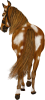 images/mymoments/25/02_Paci/HORSERIDINGC0046_trimmed.png