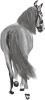 images/mymoments/35/02_PaciB/HORSERIDING0004_trimmed.png
