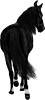 images/mymoments/35/02_PaciB/HORSERIDINGC0011_trimmed.png