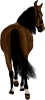 images/mymoments/35/02_PaciB/HORSERIDINGC0012_trimmed.png