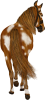images/mymoments/35/02_PaciB/HORSERIDINGC0046_trimmed.png