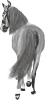 images/mymoments/35/03_PaciJ/HORSERIDING0004_trimmed.png