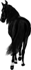 images/mymoments/35/03_PaciJ/HORSERIDINGC0011_trimmed.png