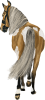 images/mymoments/35/03_PaciJ/HORSERIDINGC0045_trimmed.png