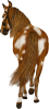 images/mymoments/35/03_PaciJ/HORSERIDINGC0046_trimmed.png